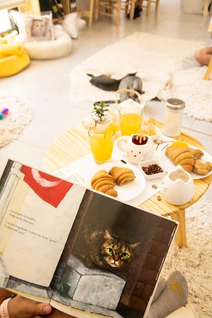 Benito Cat Café, un sitio para recargar las pilas con la buena onda gatuna.