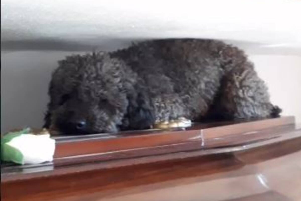 Benito es un caniche de Entre Ríos que sigue emocionándose al visitar a su mejor amiga, Joha, en el cementerio. La mujer falleció en 2016 y su hermana viralizó la historia en las redes sociales