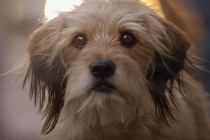 Benji