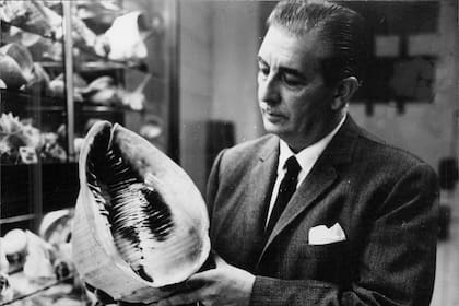Benjamín Sisterna muestra un ejemplar de Cassis Madascariensis de las Bahamas. Su colección fue una de las tres más importantes del mundo. 1967
