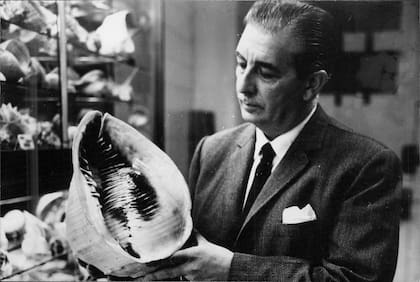 Benjamín Sisterna muestra un ejemplar de Cassis Madascariensis de las Bahamas. Su colección fue una de las tres más importantes del mundo. 1967