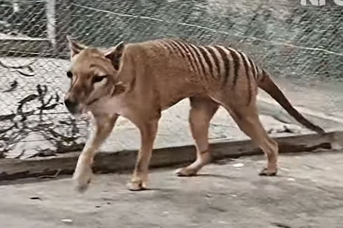 Benjamin, último tigre de Tasmania ilustrado digitalmente a color