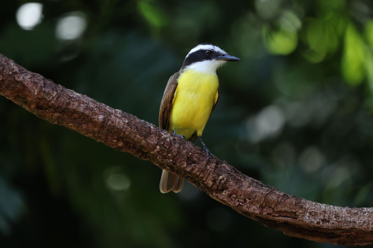 Benteveos en el jardín: qué significa su presencia y por qué es una buena señal