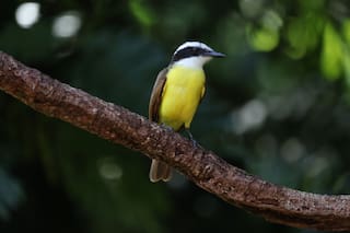 Qué significa escuchar benteveos en casa o el jardín y por qué se considera una buena señal