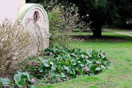 Bergenia crassifolia se reproduce bien en los rincones sombríos del jardín