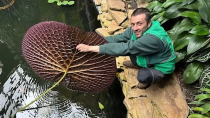 Bernal me enseña el dorso de una especie amazónica, inspiración para arquitectos