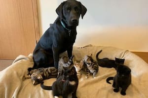 Bertie tiene un año y es la mascota de una veterinaria. Fuente: TEAMDOGS