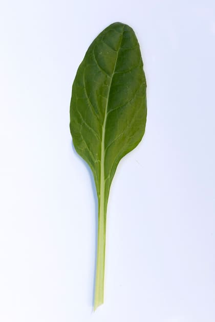 Beta Vulgaris cicla penca blanca.