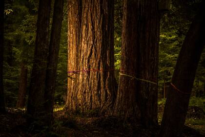 Better Place es una empresa emergente de California que busca “rediseñar la experiencia del fin de la vida” al convertir a los árboles en las nuevas tumbas. Ya hay unos 6000 árboles disponibles en un bosque de 32 hectáreas