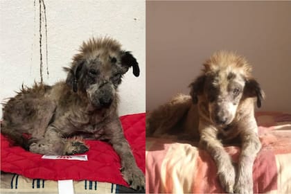 Bianca asegura que "el amor sana". A la izquierda, la perrita Canela en el día de su rescate. A la derecha, a los 14 días de de que la encontraran.