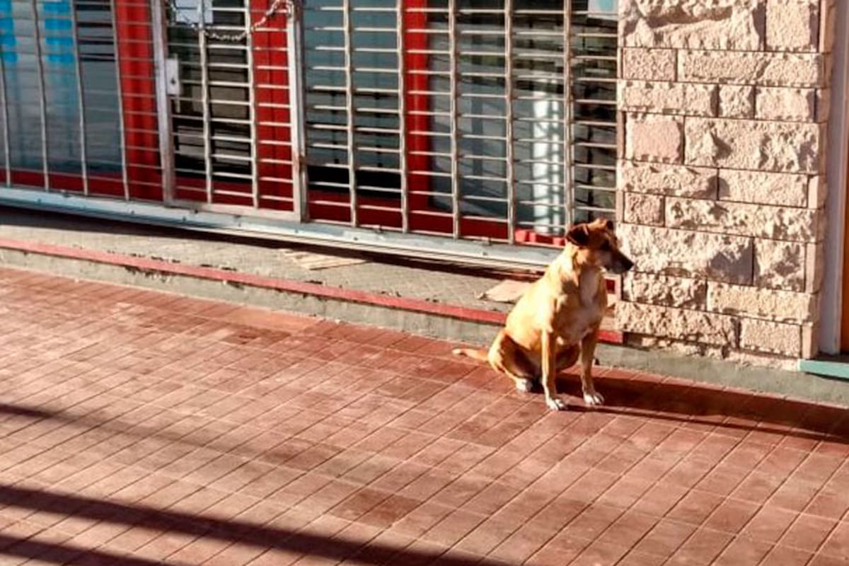 Bianca se quedó durante cuatro días sentada frente a la persiana baja del comercio, esperando a que Eugenia abriera el local, sin saber que su vieja amiga ya no volvería