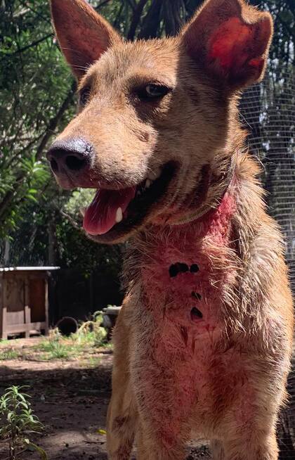 Bianca tenía una bichera en el pecho y lastimaduras que le ocasionó la soga que la había mantenido cautiva en un patio a su suerte.