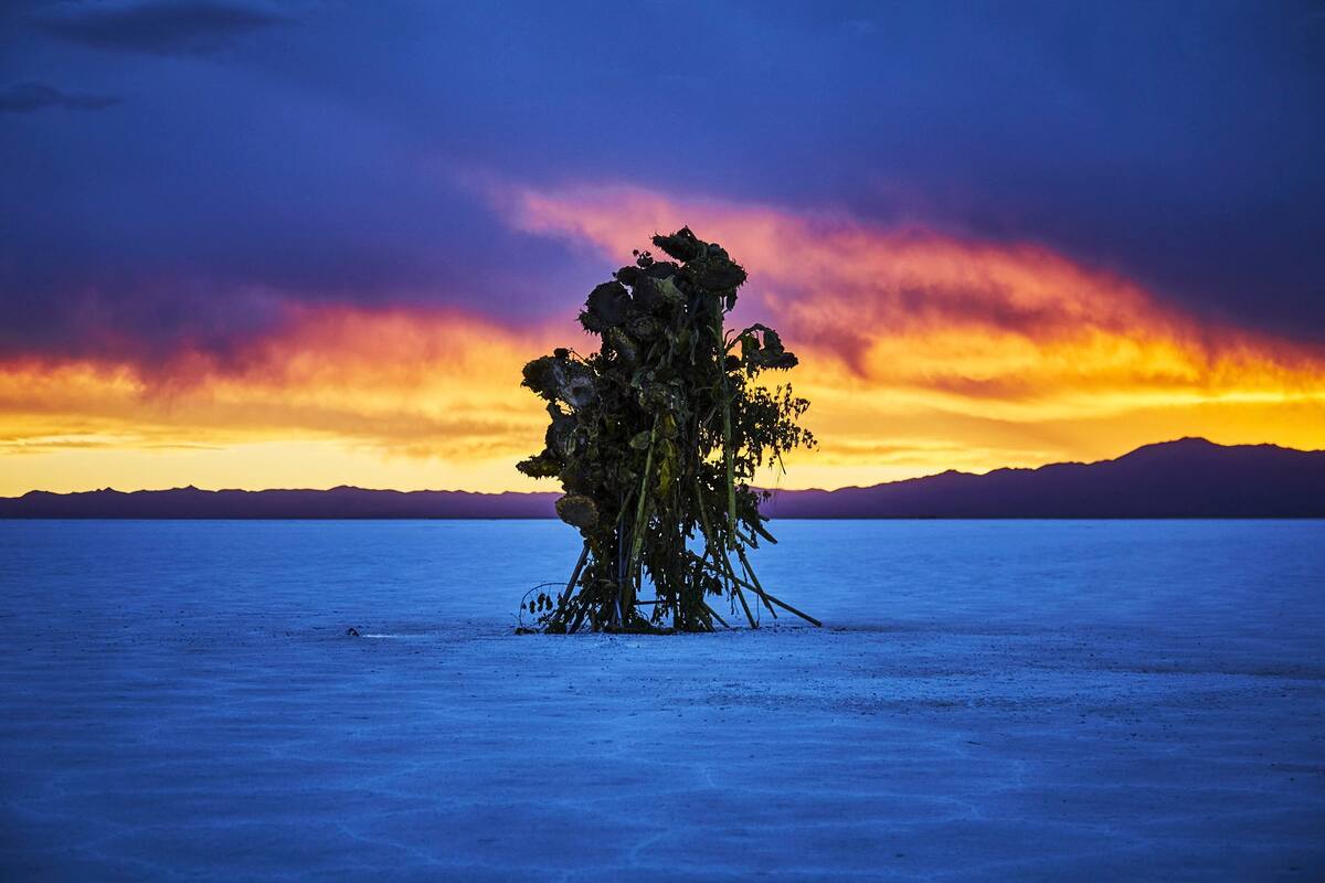 Bienalsur 2019 . Makoto Azuma . Salt flower