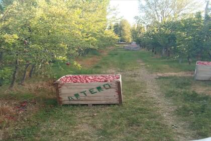 Bins con manzana Red Delicious. Edgard Artero denunció problemas con la variedad Gala