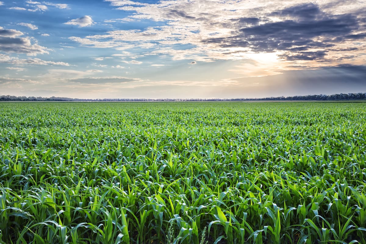 Bio 4, Salvita y Adecoagro tienen entre sus estrategias al maíz