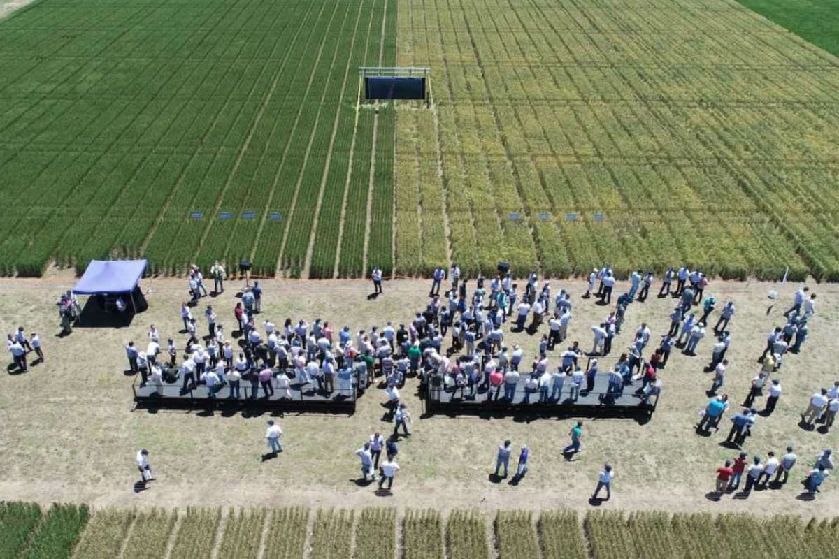 Bioceres realizó una jornada demostrativa sobre el cereal en noviembre pasado