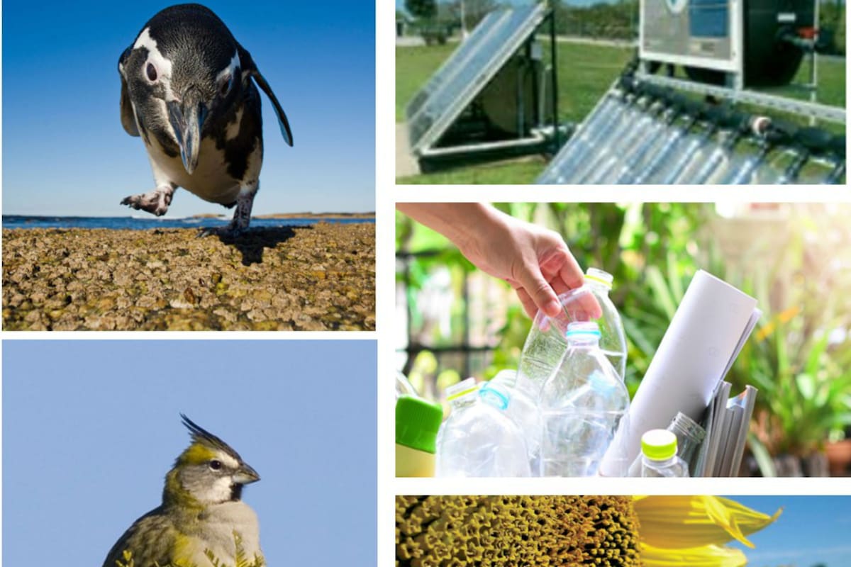 Biodiversidad y Conservación de Áreas Naturales Protegidas (ANP); Biodiversidad y Manejo de especies exóticas invasoras; Energías renovables y eficiencia energética; y la cuarta Ambientes Urbanos, los cuatro ejes específicos de la convocatoria