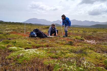 Biólogas de la Universidad de Tierra del Fuego e investigadoras CADIC-CONICET realizan mediciones en Moat, la entrada Sur a Península Mitre. Las Donatia florecidas en verano.
