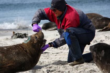 biologo varado en islas malvinas