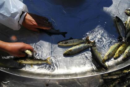 Biólogos inyectan medicamentos en los salmones en el sector de Ralún