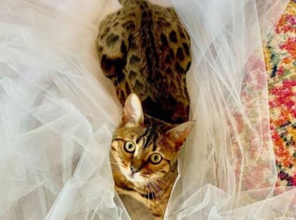 Birtney Spears compartió la foto de su nueva mascota junto a su velo de novia