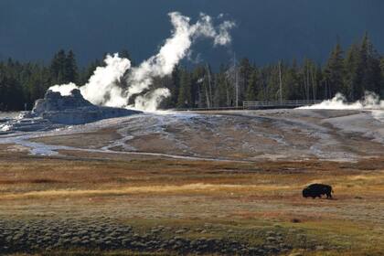 Bisonte embiste a visitante del Parque Nacional Yellowstone que se acercó demasiado