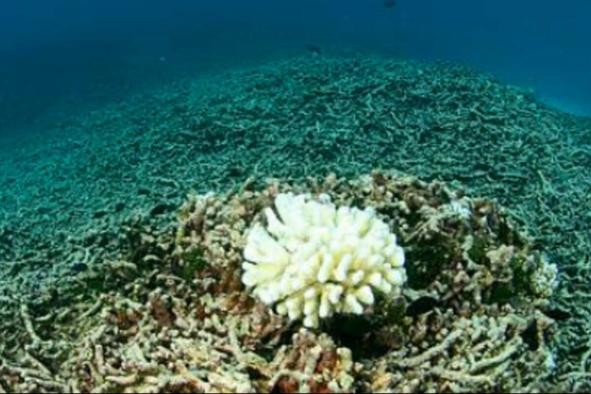 Blanqueamiento de corales