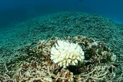 Blanqueamiento de corales