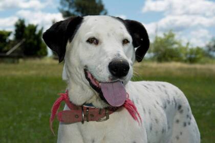 Blanquito, un perro de nueve años de El Campito que busca un hogar
