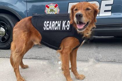 Blaze es un Golden Retriever que participa en labores de búsqueda y rescate en Hialeah, Florida