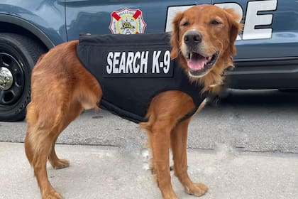 Blaze es un Golden Retriever que participa en labores de búsqueda y rescate en Hialeah, Florida