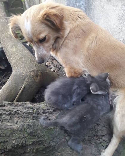Blondie cuida a Iron y Ultra como si fueran sus hijos