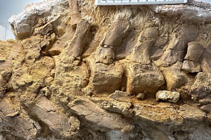 Bloque con vértebras de la cola del plesiosaurio hallado en Texas
