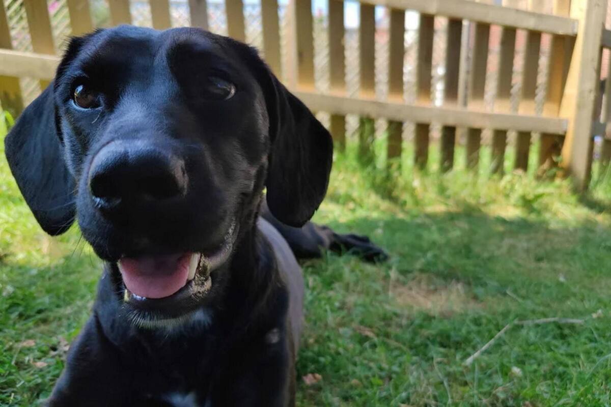 Bluebell, la labradora de cinco años que, por un error, terminó separada de sus dueños durante un largo viaje