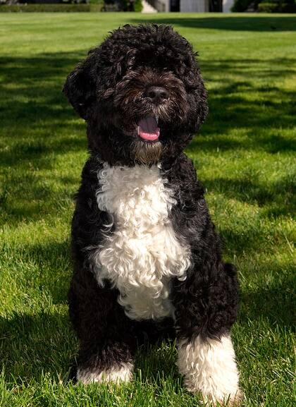 Bo era el famoso perro del expresidente estadounidense Barack Obama