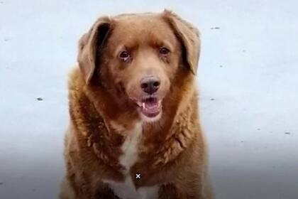 Bobi, el perro del récord Guiness, falleció a sus 31 años