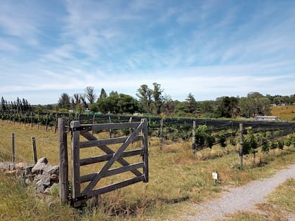 Bodega La Helena, a escasos kilómetros de la turística Piedra Movediza de Tandil