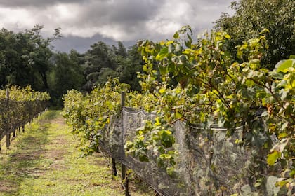 Bodega Las Breas tiene viñas que se pueden visitar.