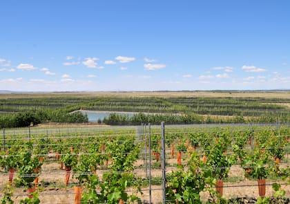 Bodega Otronia, Chubut
