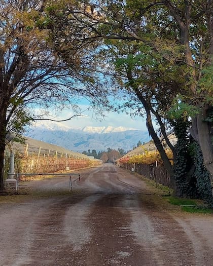 Bodega Santa Julia fue distinguida con un vino que solo se vende en Reino Unido
