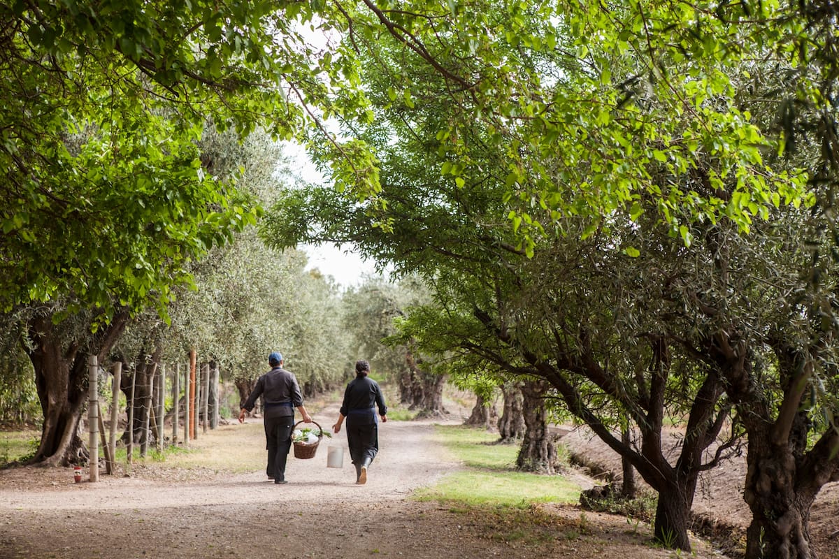 Bodega Tapiz, en el Valle de Uco, Mendoza.