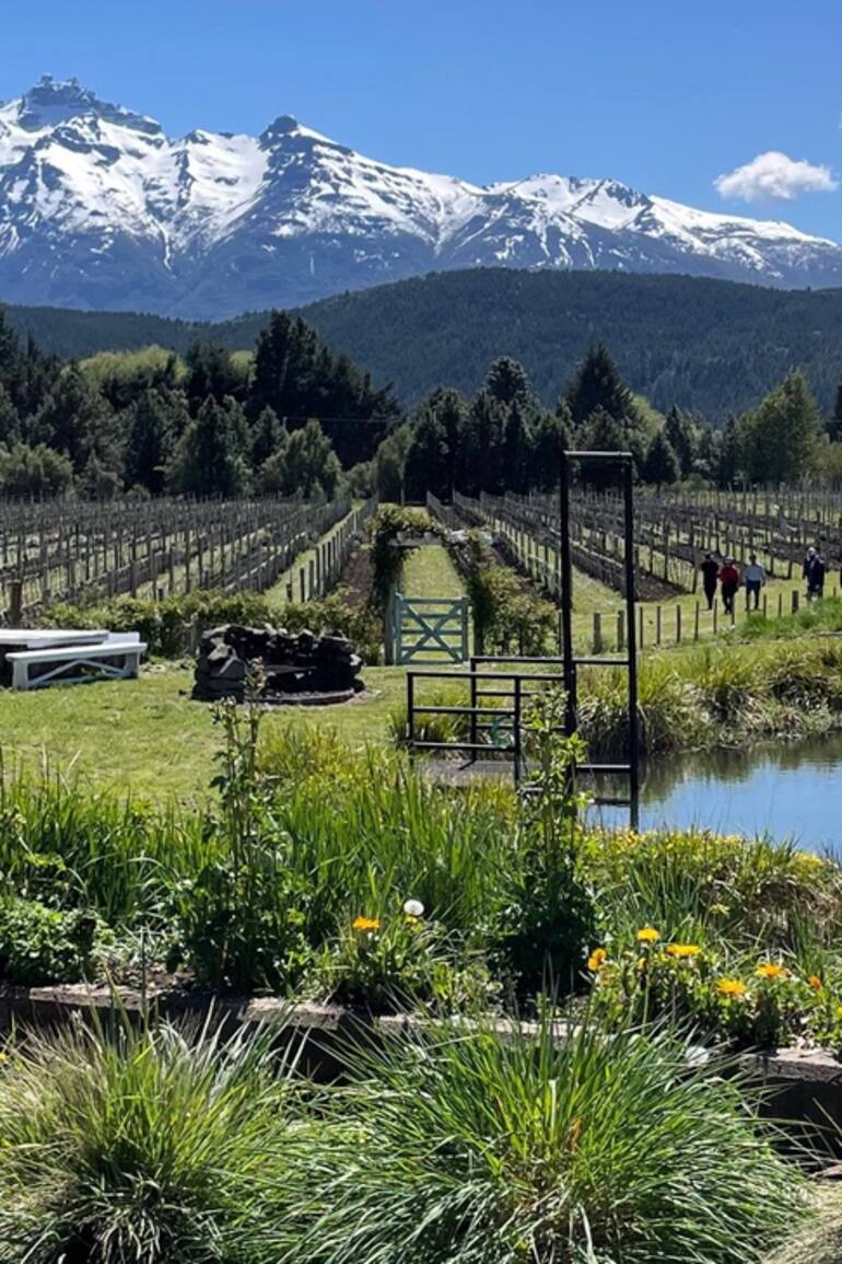 Bodega y viñedos Casa Yagüe