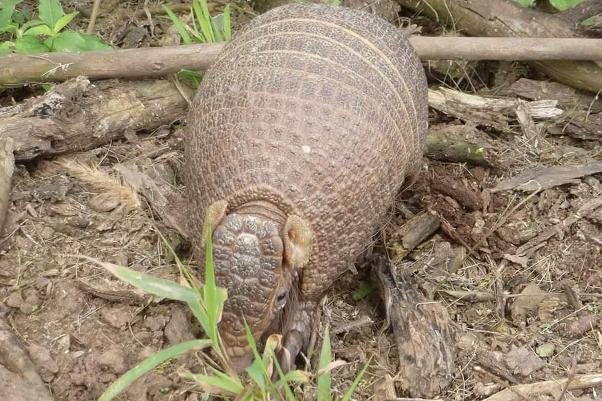 Bola, reconociendo su nuevo hogar en la Reserva Horco Molle en Tucumán