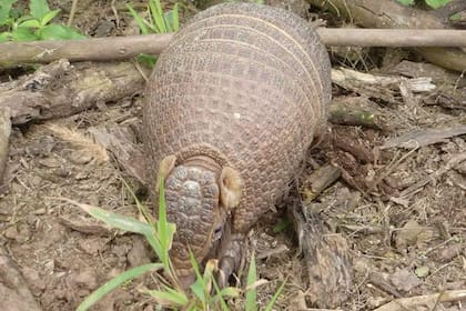 Bola, reconociendo su nuevo hogar en la Reserva Horco Molle en Tucumán
