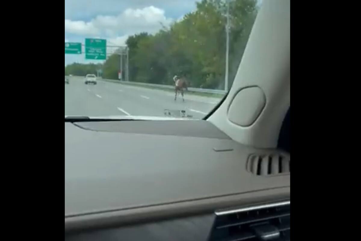 Bold and Bossy se escapó del hipódromo de Ellis Park y estuvo corriendo por la autopista