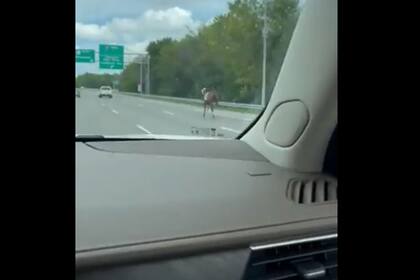 Bold and Bossy se escapó del hipódromo de Ellis Park y estuvo corriendo por la autopista