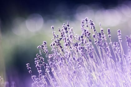 Bolsitas de organza con lavanda para proteger la ropa de lana en el vestidor