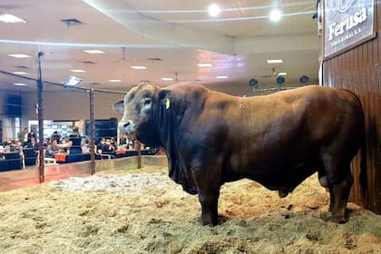 Bolsonaro, el toro Gran Campeón de la Nacional de Otoño Brangus en Paraguay adquirido en un récord de más de US$55.000 por la firma argentina Ciavt
