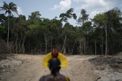 Bolsonaro había prometido para 2020 reducir la deforestación. El jefe de una la tribu indígena observa un camino creado por trabajadores madereros al borde de la Reserva Biológica de Serra do Cachimbo. Agosto de 2019