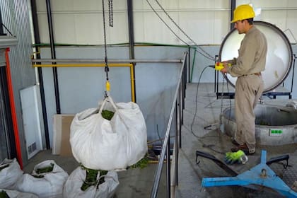 Bolsones de material recolectado listos para ser destilados